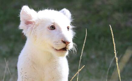 Zoológico de Tlaxcala presentará mañana a cachorro de león blanco