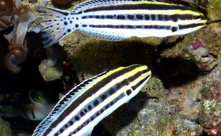 El veneno de un pez podría ser fuente de un nuevo analgésico