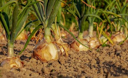 Preocupa baja en propuesta de presupuesto al campo