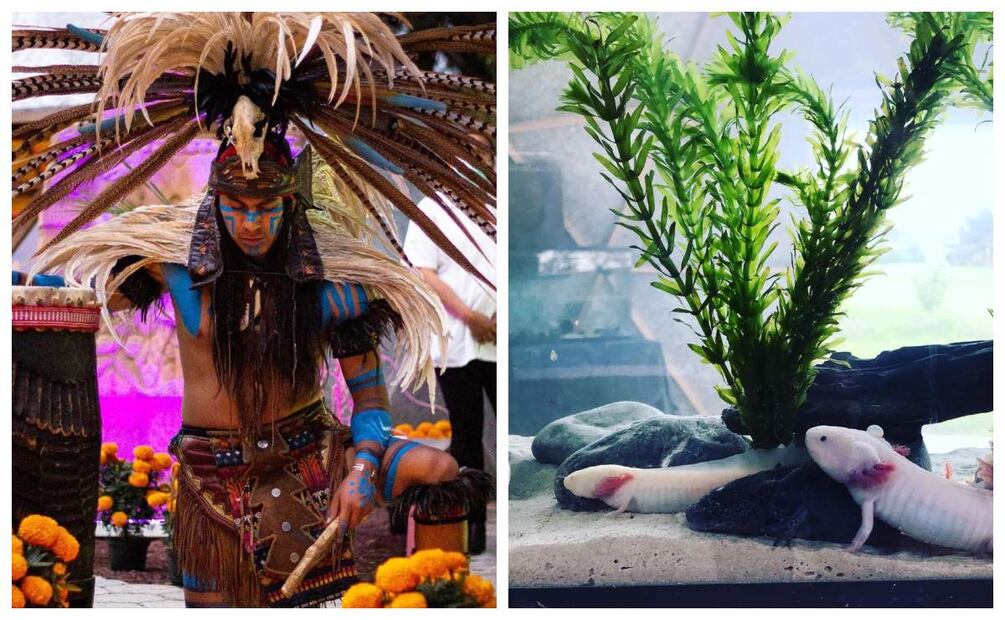 Imagen: Instagram Museo del Axolote