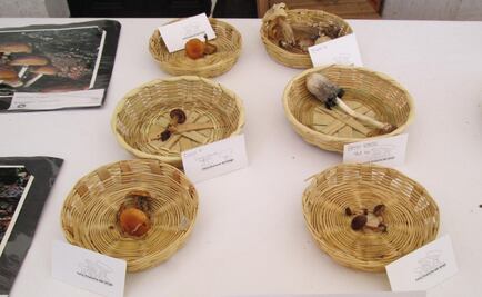 Mueren cinco indígenas por comer hongos tóxicos en Chiapas