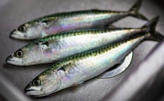 Semana Santa 2026: Cómo escoger pescados y mariscos frescos, según expertos