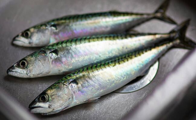 Semana Santa 2026: Cómo escoger pescados y mariscos frescos, según expertos