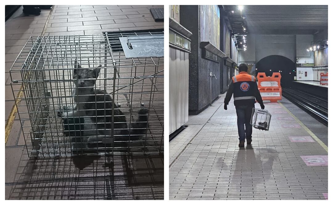 Rescatan a gata en estación Copilco; personal del Metro logró su captura con trampa en bajo andén. Foto: Especial