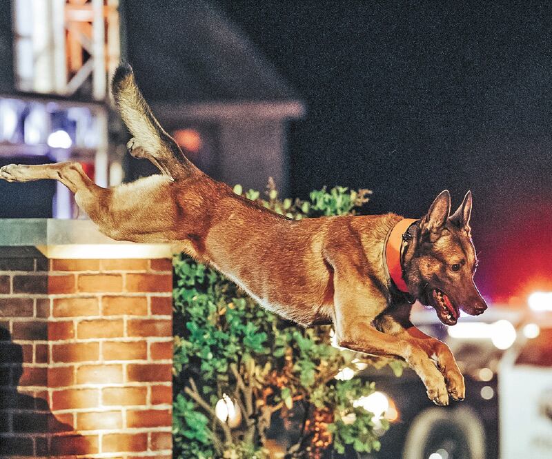 En el reality show, los canes, junto con sus adiestradores, compiten en una carrera de obstáculos. Foto: A&E