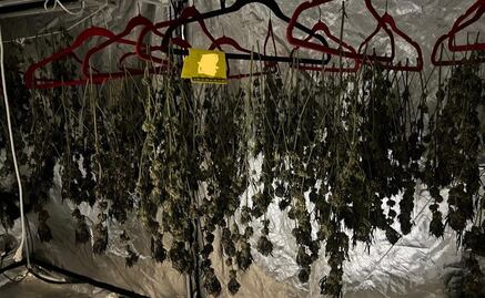 Cannabis legal en problemas en Uruguay: falta de stock, ventas en el mercado gris y una variante más fuerte