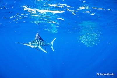 México ante la alta mar: una oportunidad para ejercer liderazgo global