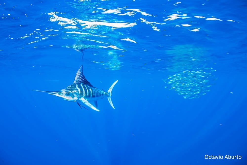 Marlin (especie oceánica y altamente migratoria), símbolo de la vida que conecta mares sin fronteras. Su conservación es clave en el marco del Tratado de Aguas Abiertas, que entró en vigor para proteger la biodiversidad más allá de las jurisdicciones nacionales.
📸 Crédito: Octavio Aburto