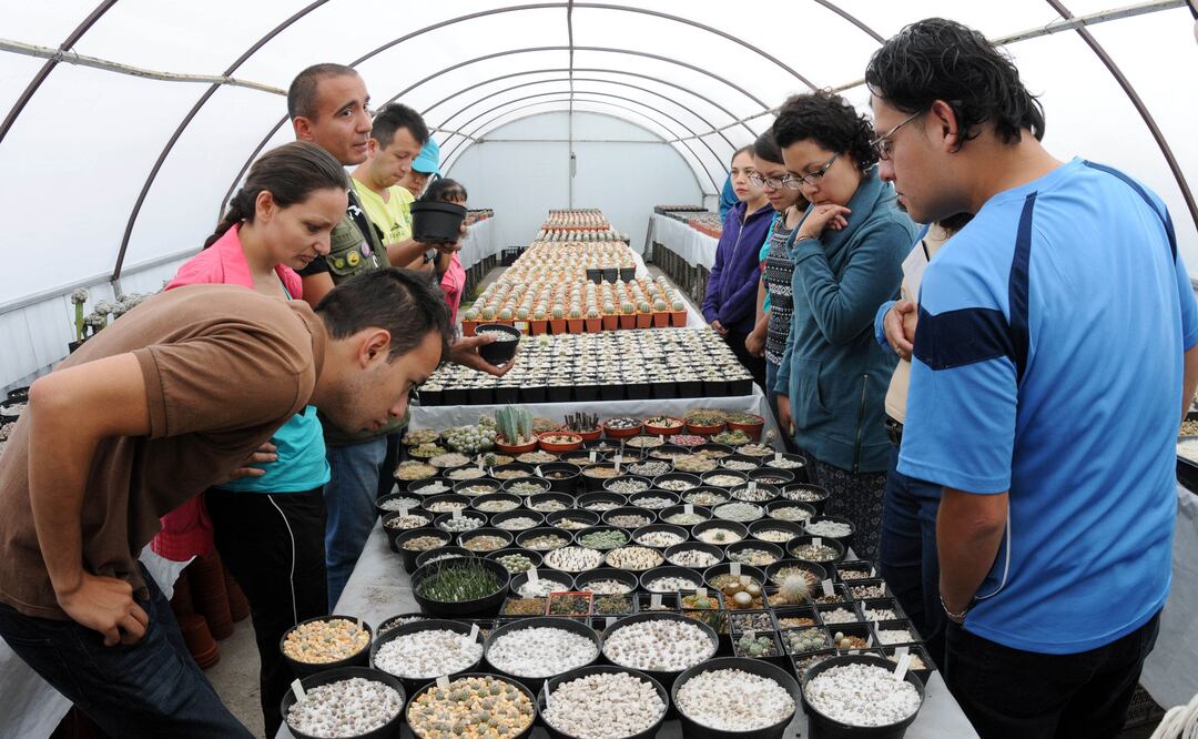  La instancia convocante es el Centro de Adopción de Plantas Mexicanas en Peligro de Extinción del Jardín Botánico. /Especial