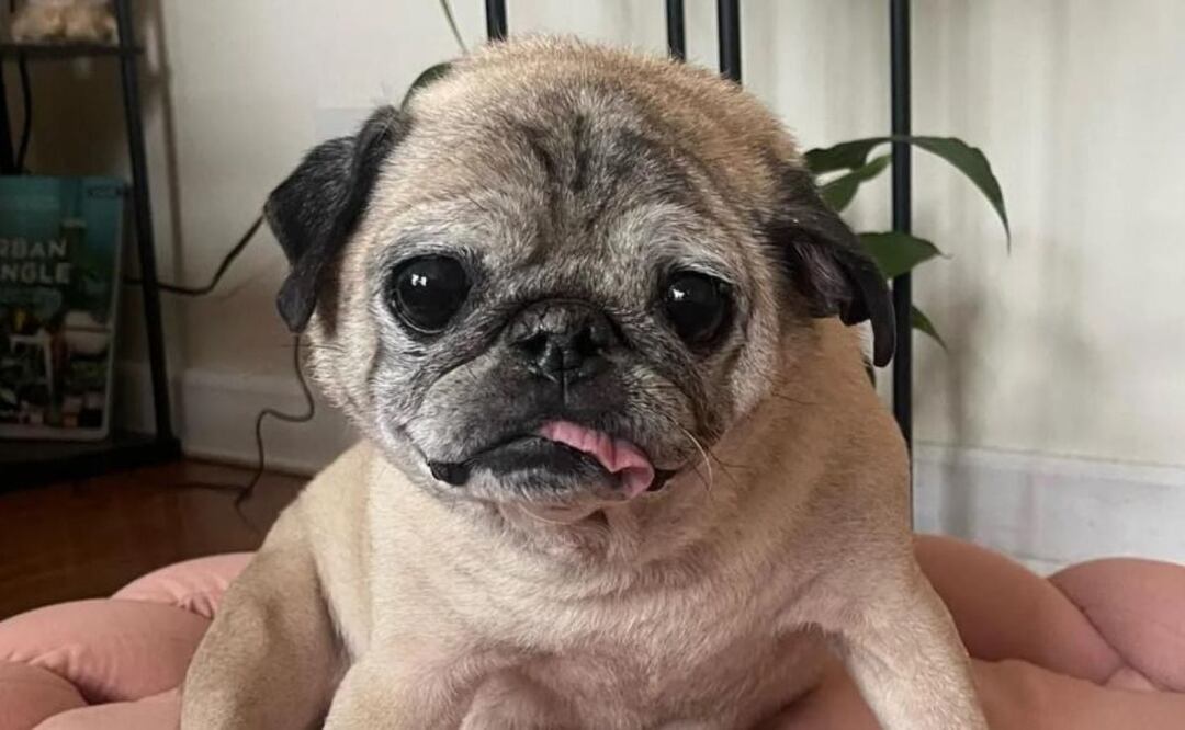 Noodle. Fuente: Twitter @showmundialshow