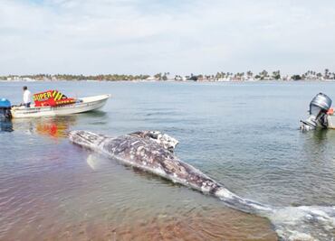 Hallan muerta a ballena en bahía de Altata