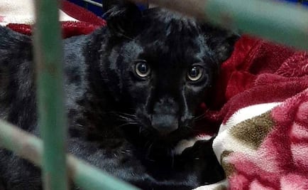 Capturan a pantera negra que deambulaba por viviendas en Francia