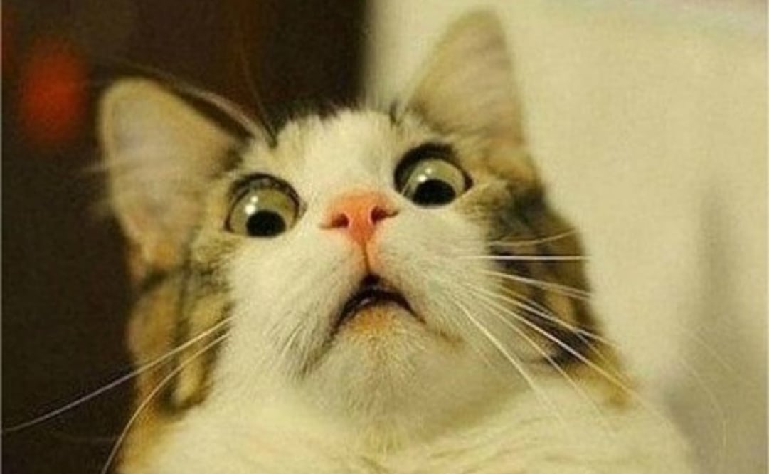 El secreto de su éxito es el uso de imágenes, movimientos y sonidos reconocibles para los gatos