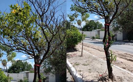 Detectan bacteria en árboles de cítricos en Reynosa y Matamoros; afecta especialmente al limón