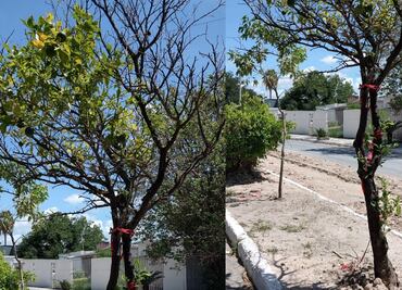 Detectan bacteria en árboles de cítricos en Reynosa y Matamoros; afecta especialmente al limón