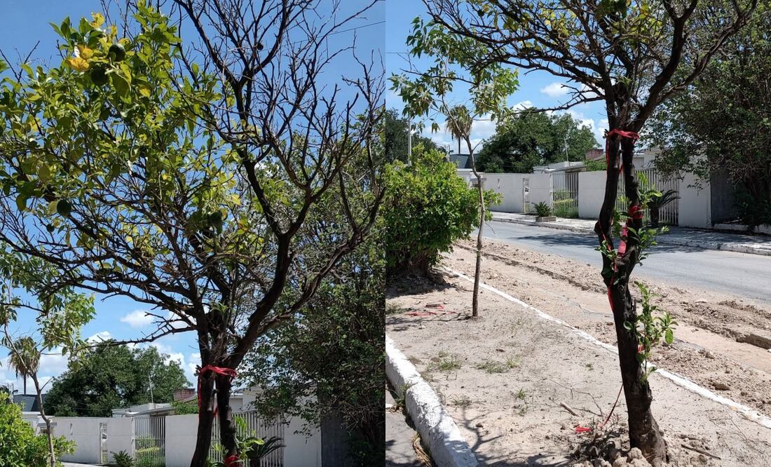 Árboles de cítricos donde se ha detectado la bacteria en Reynosa y Matamoros, Tamaulipas (27/06/2025). Foto: Especial