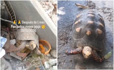 Un rescate milagroso; encuentran a tortuga enterrada bajo los escombros tras terremotos en Venezuela