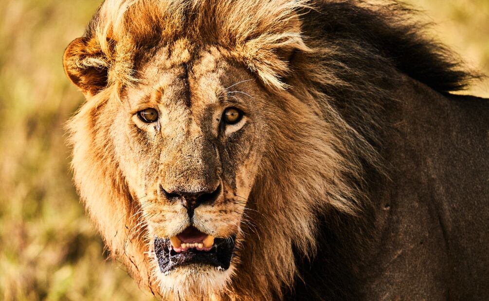 Imagen: Alberto Alcocer