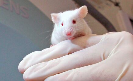 Científicos hallan compuesto para preservar la función renal de ratones diabéticos