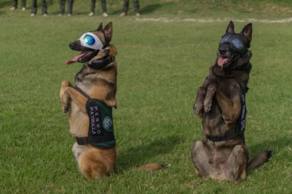 Anuncian diplomado internacional para oficiales caninos en Veracruz