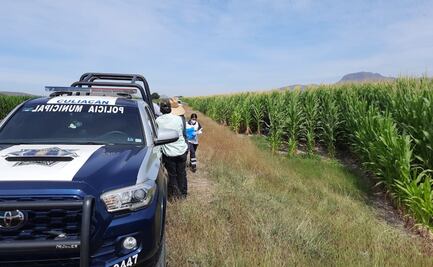 Muere piloto de avioneta que se desplomó en campo de cultivo en Culiacán, Sinaloa