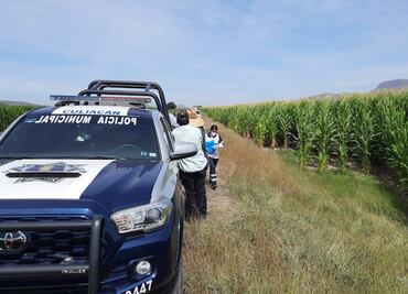 Muere piloto de avioneta que se desplomó en campo de cultivo en Culiacán, Sinaloa
