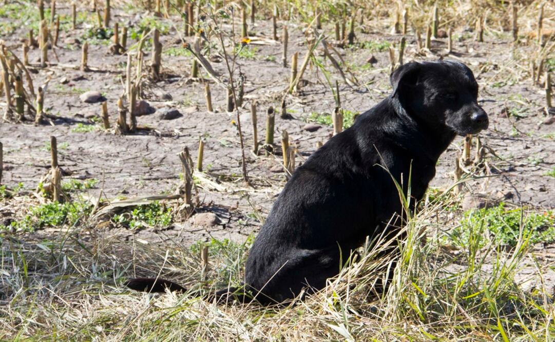 Foto: Archivo/ EL UNIVERSAL
