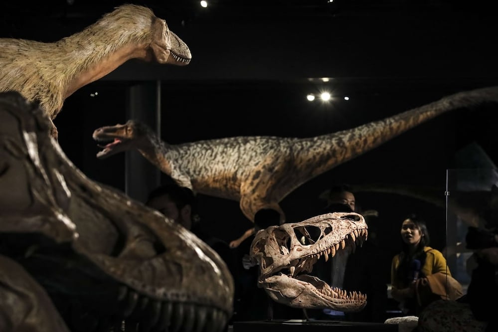 El Museo Americano de Historia Natural es un recinto imperdible aunque no seas amante de las ciencias naturales. Foto: Drew Angerer/Getty Images/AFP