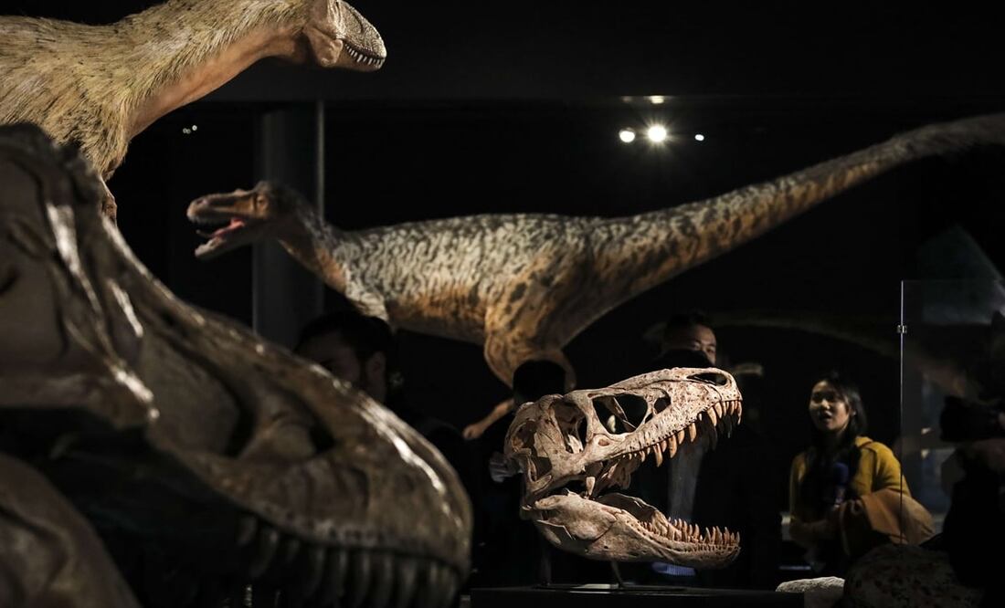 El Museo Americano de Historia Natural es un recinto imperdible aunque no seas amante de las ciencias naturales. Foto: Drew Angerer/Getty Images/AFP