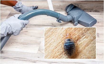 ¿Cómo detectar un nido de chinches?