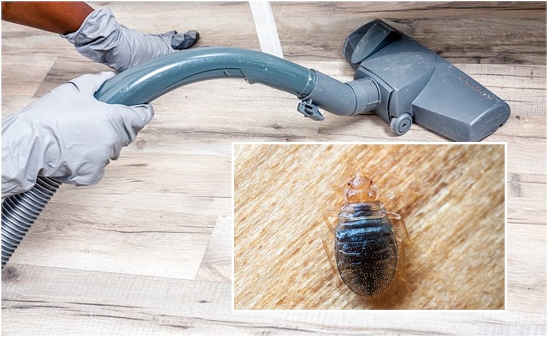 ¿Cómo detectar un nido de chinches? Foto: Pixabay