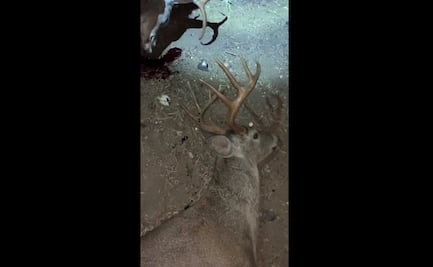 Venados, víctimas colaterales de enfrentamiento en Coahuila