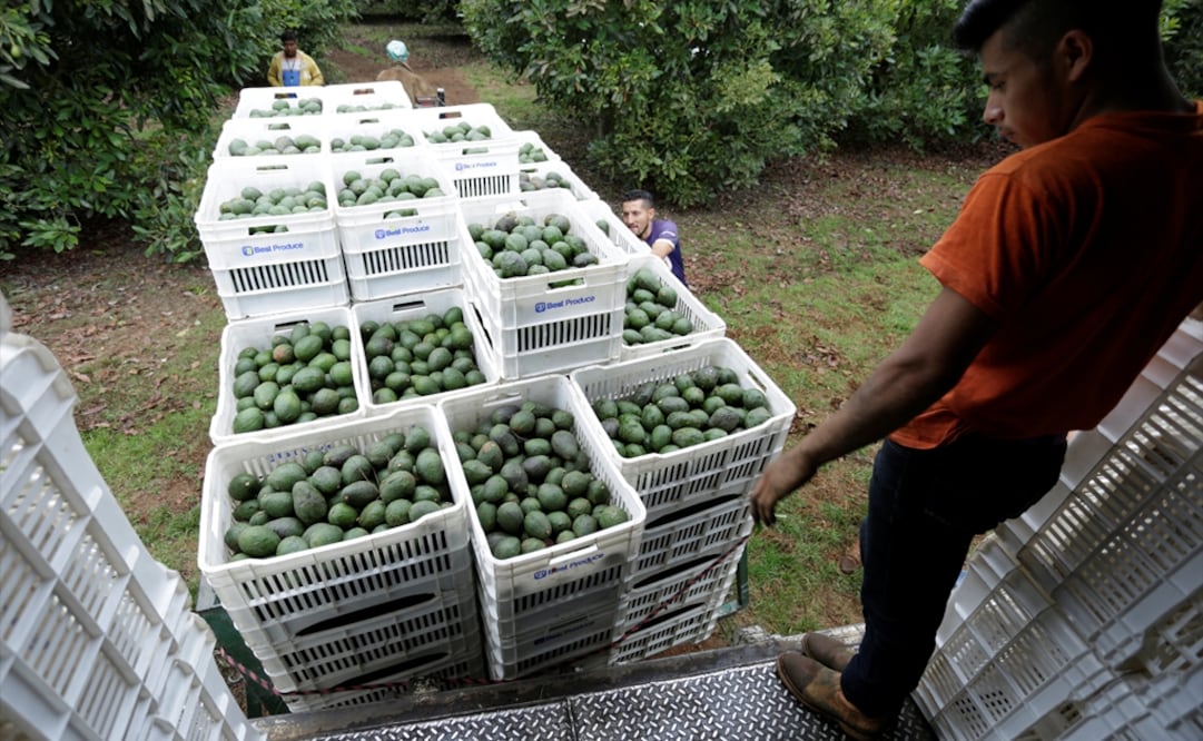 During the fourth week of January, Mexican farmers are expected to send 216 truckloads of avocado a day in order to meet the United States’ demand - Photo: Alan Ortega/Reuters