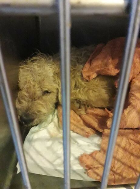 En 24 horas, adoptan a más de 40 perros para evitar que sean sacrificados