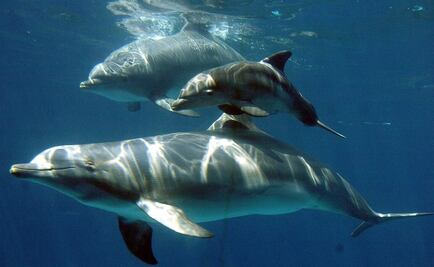 Registran conversación entre dos delfines 