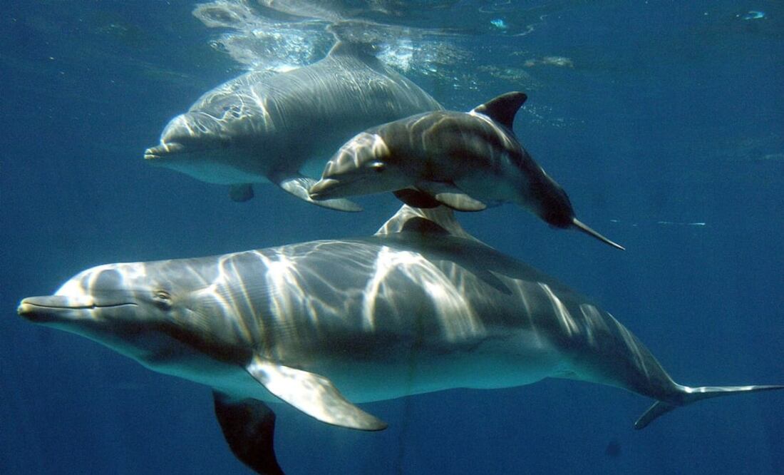 El estudio, publicado en la revista de "Physics and Mathematics". (FOTO: Archivo/EL UNIVERSAL)