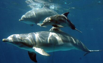 Registran conversación entre dos delfines