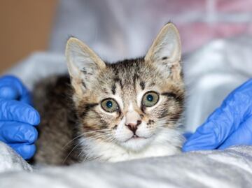 Estas son las claves para saber si un gato tiene fiebre sin termómetro