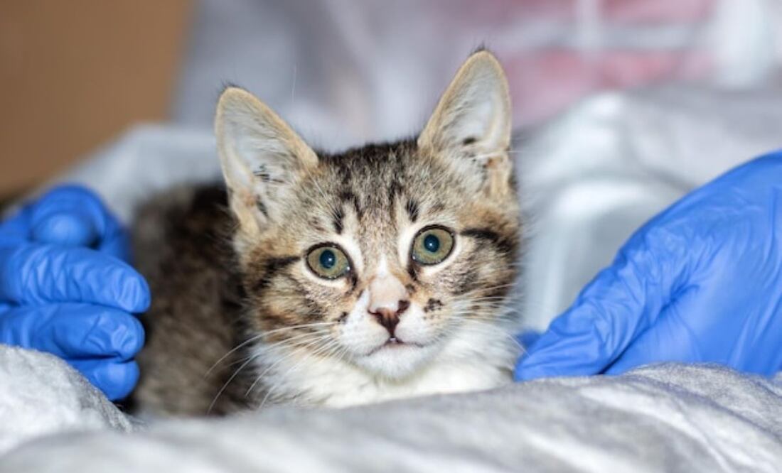 La salud de los gatos es una preocupación constante para quienes conviven con ellos. Fuente: Freepik.