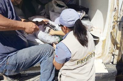 Incauta Profepa 20 mil pepinos de mar