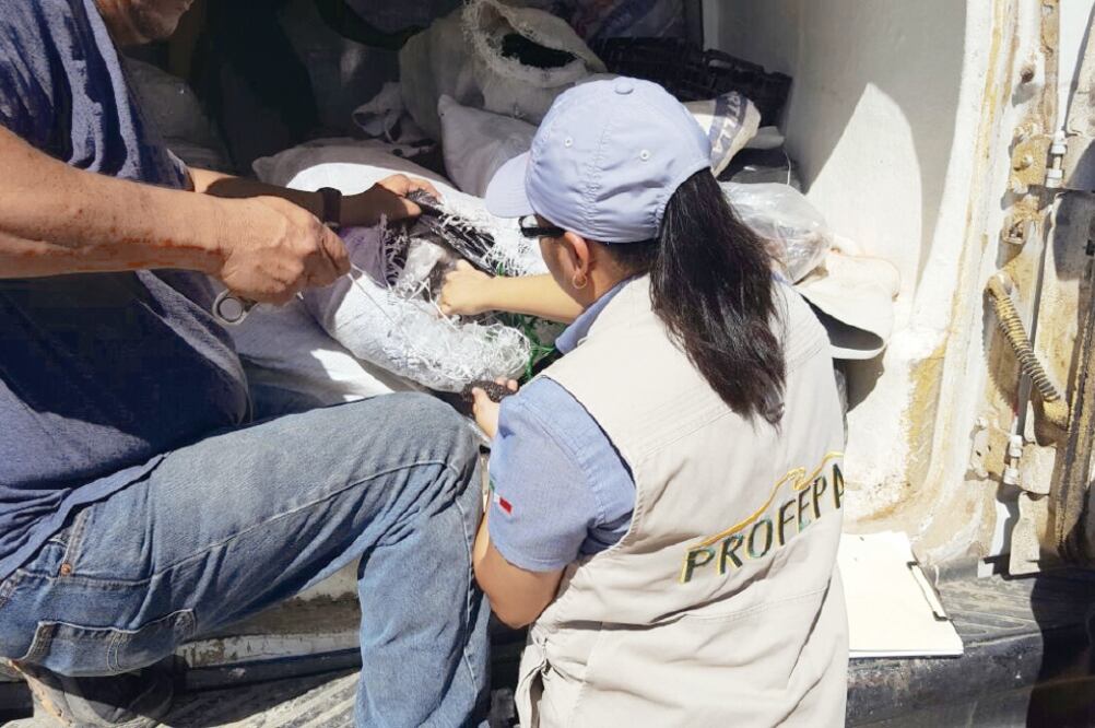 Paquete remitido. La Profepa, luego de revisar la carga del transporte, puso a disposición los 130 kilos de pepinos de mar y al conductor en el Ministerio Público. (ARCHIVO EL UNIVERSAL)