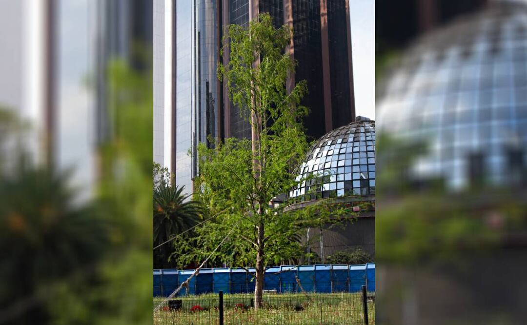 Ahuehuete en Paseo de la Reforma. Foto: Especial
