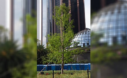 “Más verde que nunca en pleno invierno”: Batres presume ahuehuete en Paseo de la Reforma