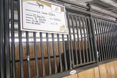 César Duarte evita embargo; “desaparece” su ganado fino