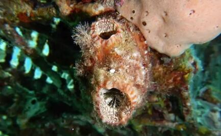 Descubren un animal del Mar Rojo que se regenera incluso si se parte en tres trozos