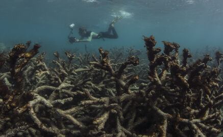 Hay esperanza de salvar los arrecifes coralinos