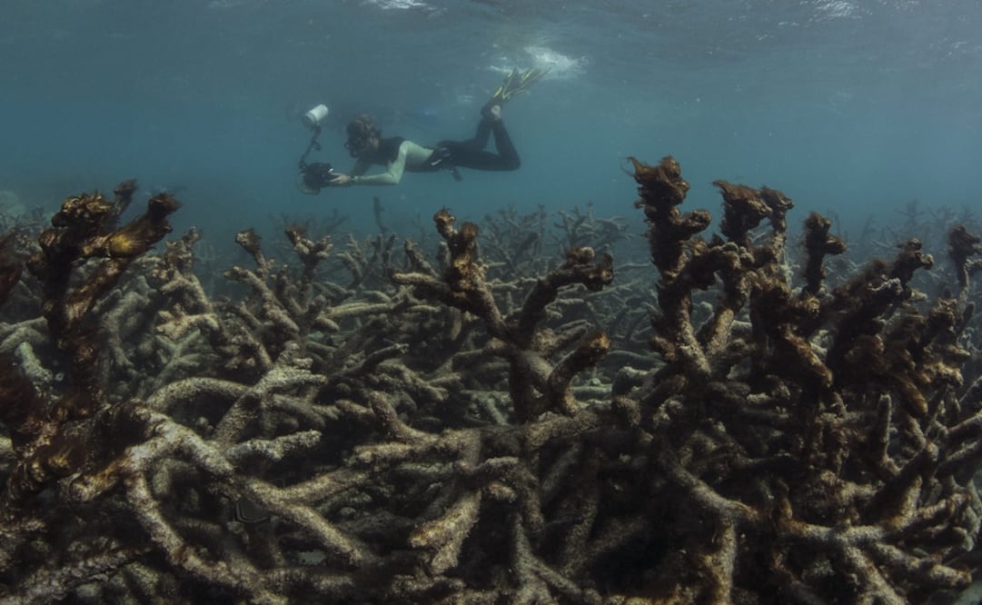 Los arrecifes coralinos se están deteriorando en todo el mundo y las actuales estrategias para conservarlos son insuficientes. FOTO: Archivo/ EL UNIVERSAL