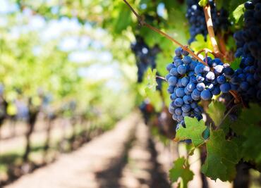 Un renacimiento en Pessac-Léognan