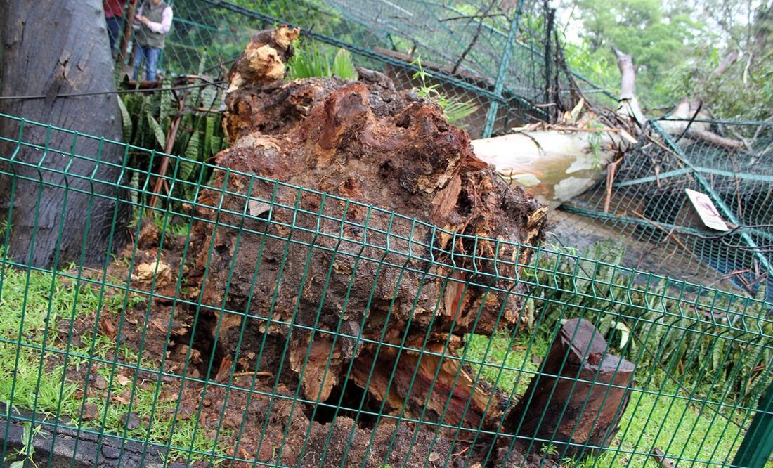 Un árbol cayó sobre una de las jaulas del Zoológico Benito Juárez, dañando la estructura metálica sin que se suscitaran mayores consecuencias (Foto: tomada de Twitter @Zoo_morelia)