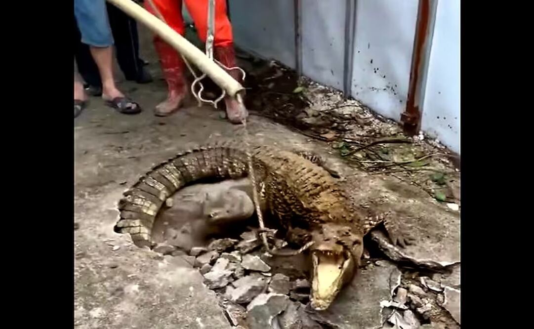 Tres cocodrilos estaban debajo de la vereda, en Indonesia. Foto: Captura de Video